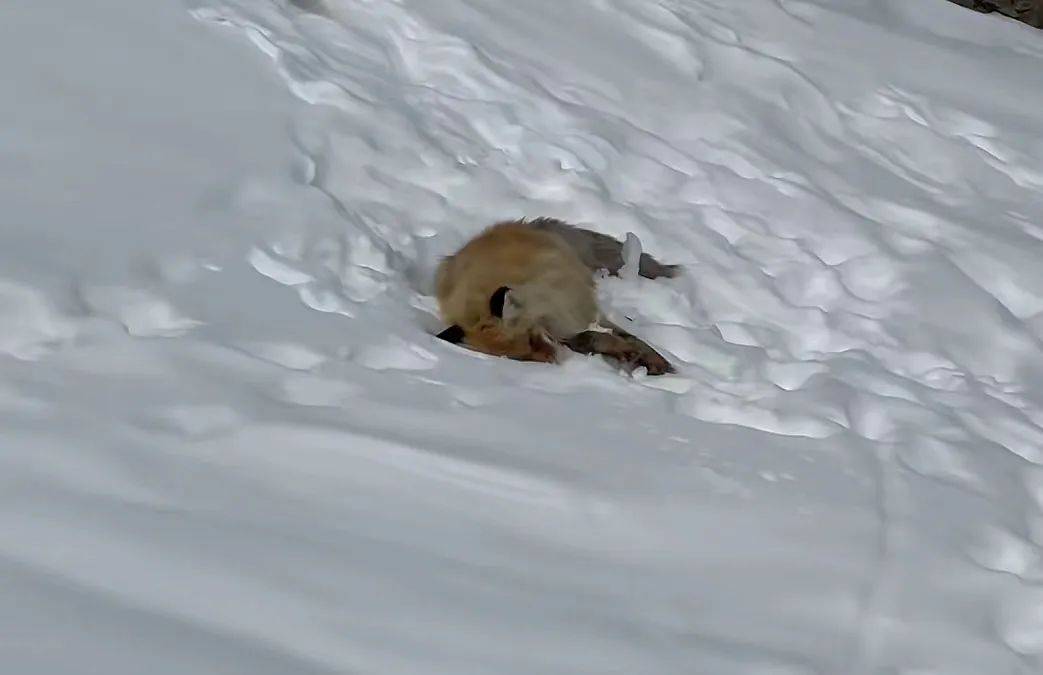 热搜第一！网红狐狸死在雪地里？景区回应