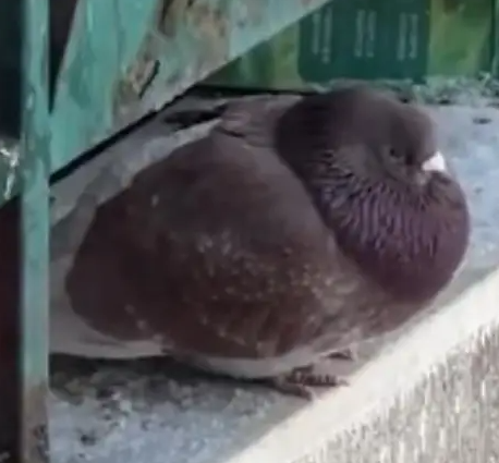 “尔滨中央大街鸽子被游客喂成鸽猪”冲上热搜！