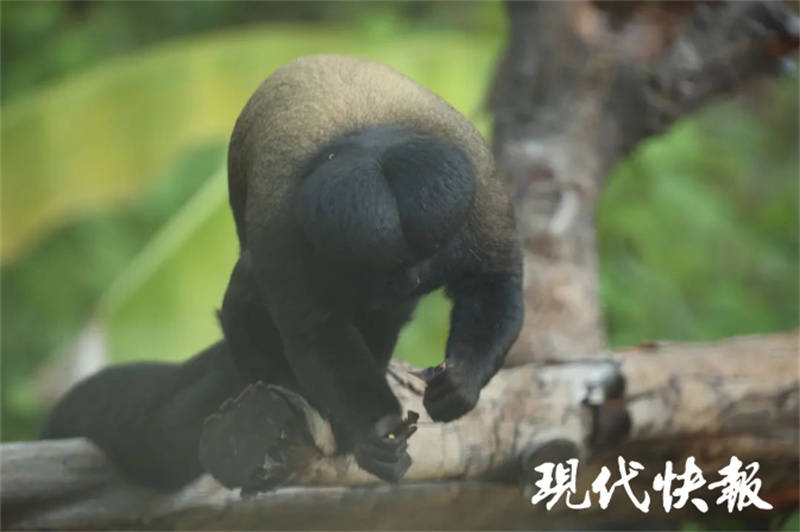 长相炸裂清奇，南京红山动物园猴子又“丑”上热搜